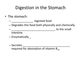 Digestion in the Stomach