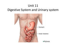 1 ppt Digestive system - Liberty Union High School District