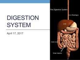 Digestion System - Uplift Education