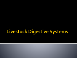 Livestock Digestive Systemsx
