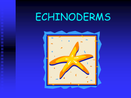 echinoderms - Denton ISD