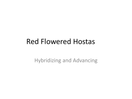 Red Flowered Hostas
