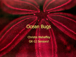 Ocean Bugs