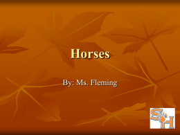 Horses - Tomball FFA