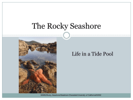 The Rocky Seashore