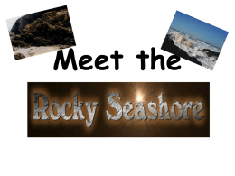 Meet the Rocky Seashore