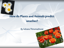 How do plants and animals predict weather ?