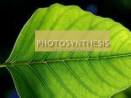 Photosynthesis_Bio rev.3-8