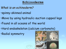 Echinoderms What is an echinoderm?
