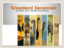 Grassland savannah