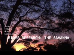 Savanna Biomes