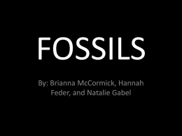 Create your own fossils!