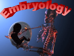 Embryology slideshow
