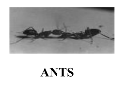 Ants PowerPoint
