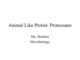 Animal Like Protist: Protozoans