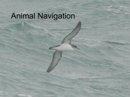 8 - Animal_Navigationx