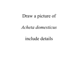 Draw a picture of Acheta domesticus include details