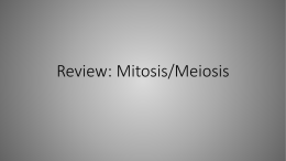 Review: Mitosis/Meiosis