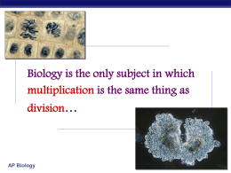 Mitosis - Biology Junction