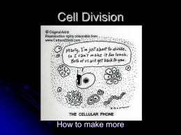 Cell_Division_mitosis