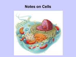 Notes on Cells The Origins of Cell Study