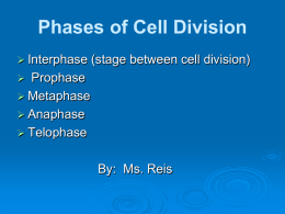 Mitosis Powerpoint