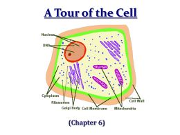 The Discovery of the Cell