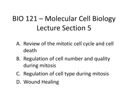 3. Regulation of cell type during mitosis