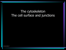 05 Cytoskeleton - U of L Class Index