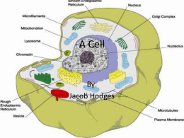 A Cell