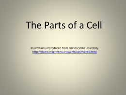 Here is a PowerPoint designed to help you review the parts of a cell.