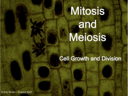Mitosis powerpoint - Campbell County Schools