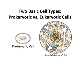 Two Basic Cell Types - Biology with Miss G.