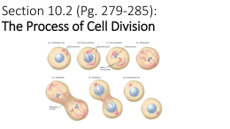 Section 10.2 (Pg. 279-285): The Process of Cell Division