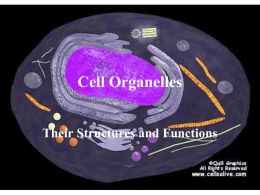 Cell_Organelles_13kk