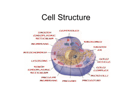 Fri. 9/19 and Wed. 9/24 Organelles