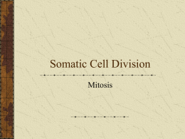Somatic Cell Division