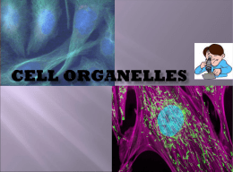 Cell Organelles powerpoint