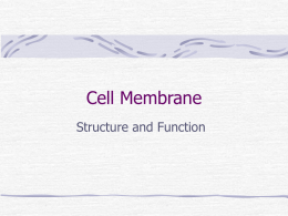 Cell Membrane - Millbury Public Schools