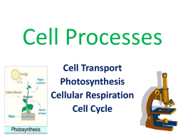 Cell Processes - Madison County Schools