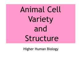 Introduction – Animal Cell Structure and Variety