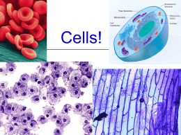 Cells Intro