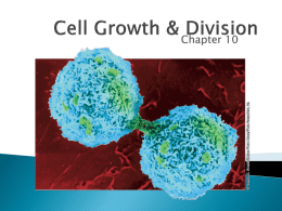 Cell Growth & Division