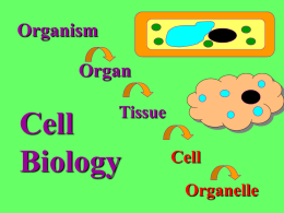 Cell Organelle ppt