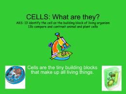 CELLS: What are they?