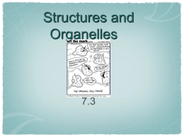 Structures and Organelles