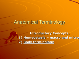 Anatomical Terminology - ANATOMY AND PHYSIOLOGY