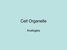 Cell Organelle - Rutherford County Schools