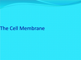 Agenda 8/2/05 1. Plasma Membrane – Notes 2. Work on Cell