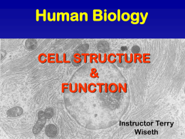 HB Cell Structure